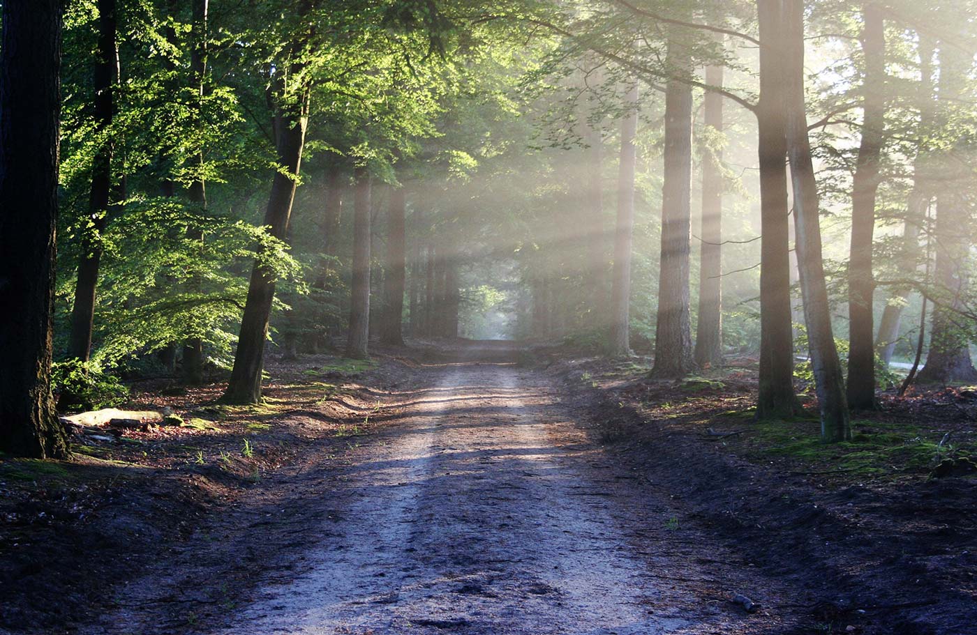 Plusy i minusy mieszkania blisko lasu